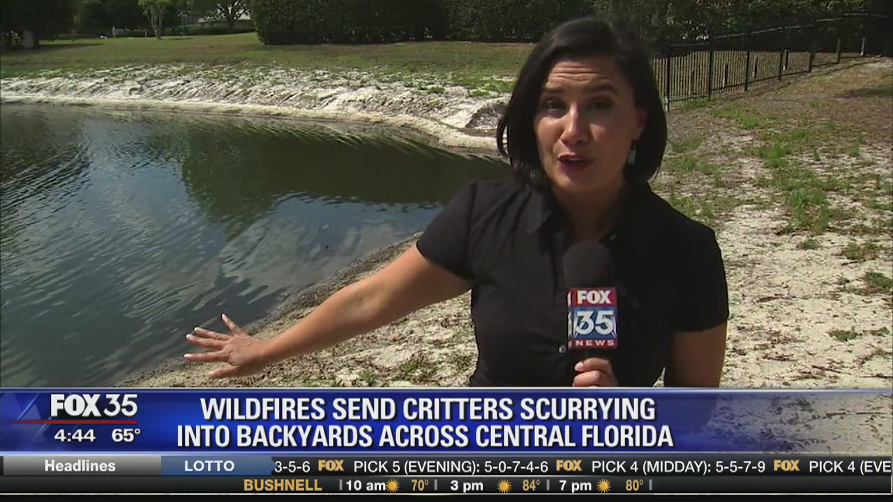 Wildfires send critters scurrying into backyards across Central Florida