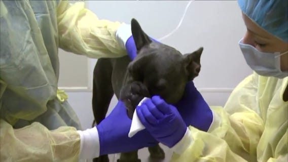 Veterinarian  Dog Cough