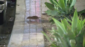 LA, California cities `overrun' by rats, study says