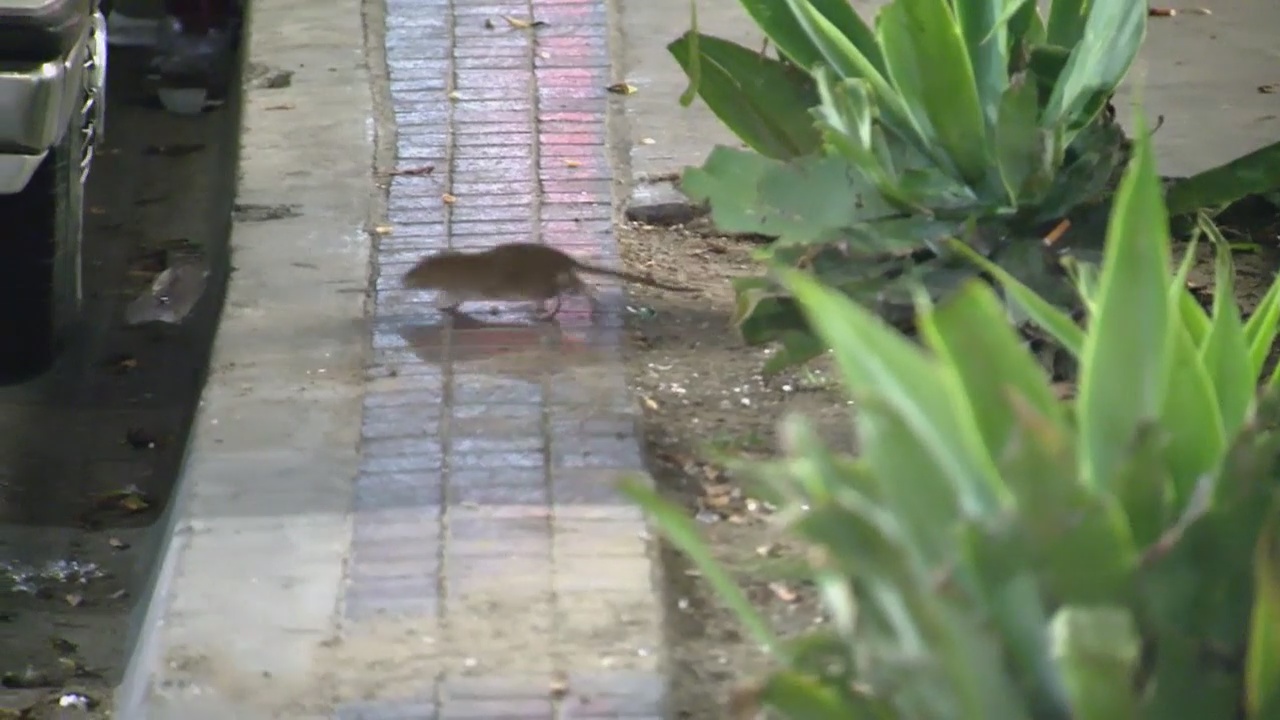 LA, California cities `overrun' by rats, study says