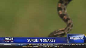 Surge in snakes