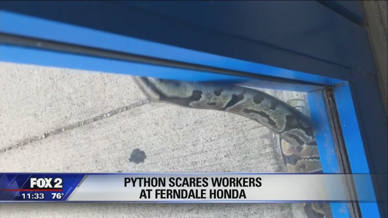 Python found slithering outside Ferndale car dealership