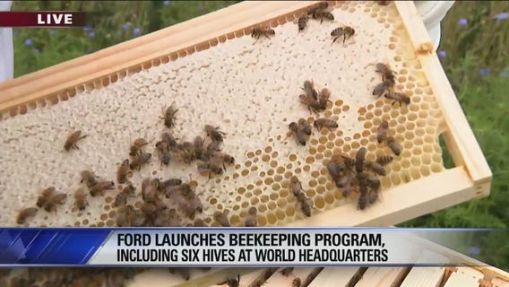 Ford launches beekeeping program
