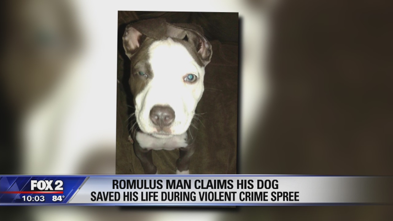 Dog dies after protecting family from Romulus gunman