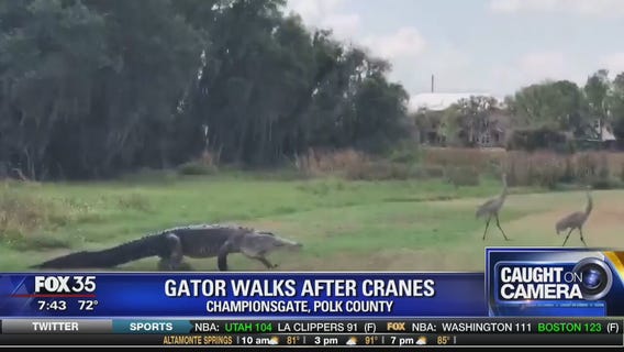 Gator walks after cranes