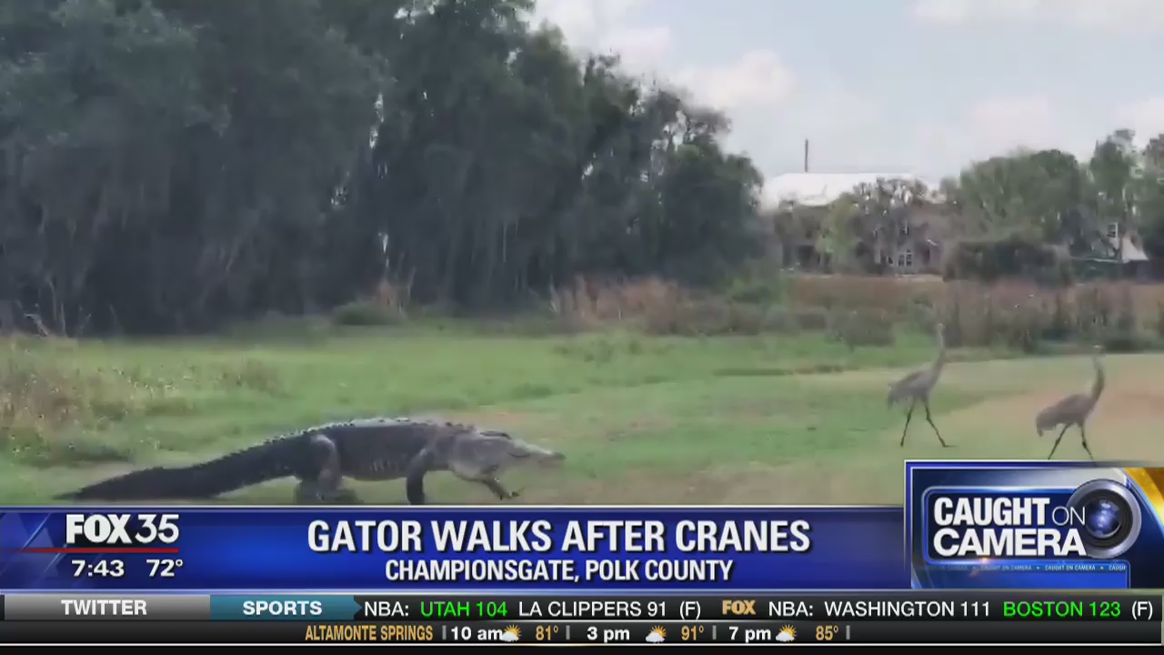 Gator walks after cranes