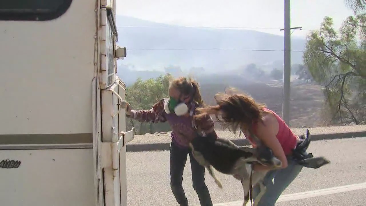 Two women help rescue goats trapped by the Easy Fire in Simi Valley
