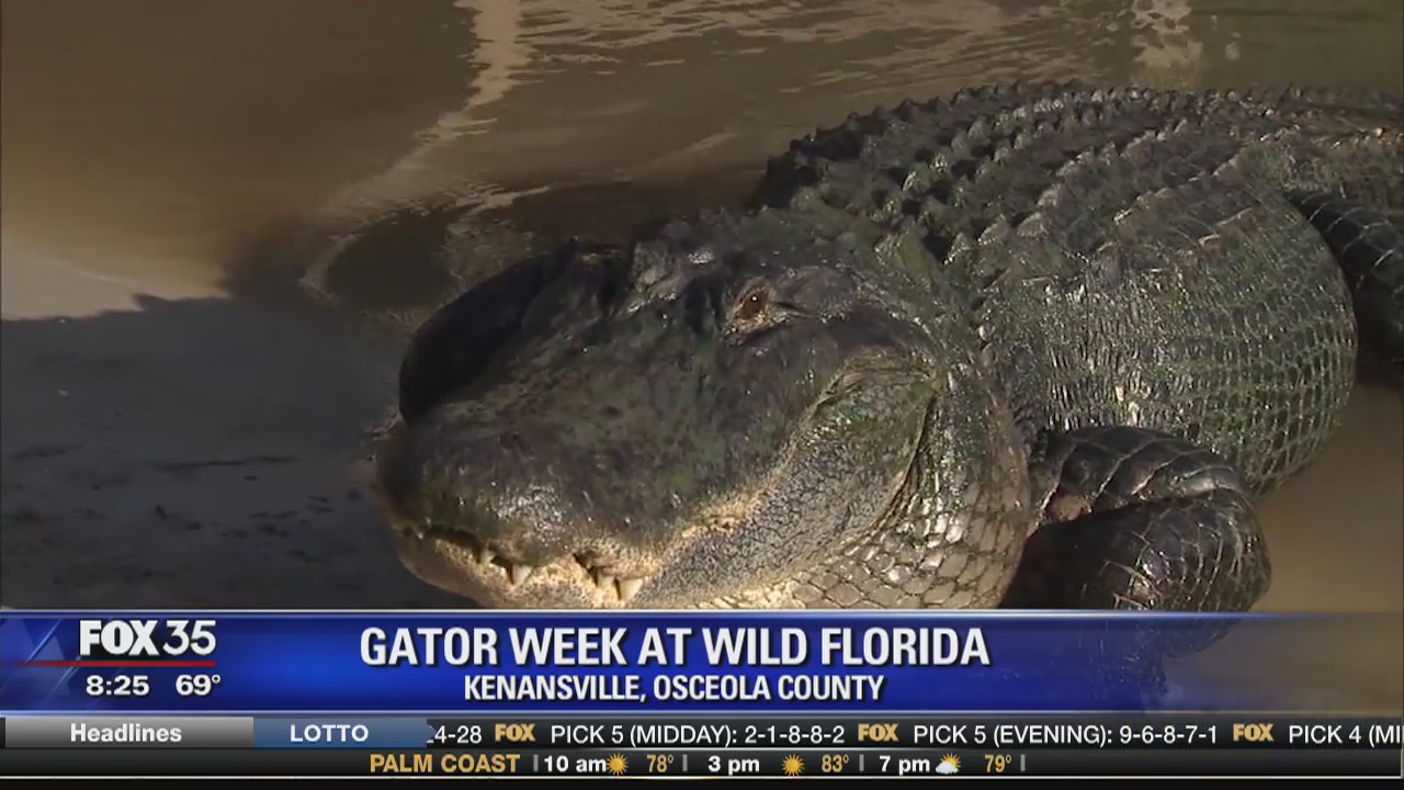 Gator Week at Wild Florida