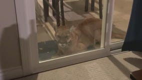 Mountain lion attacks two dogs in Simi Valley