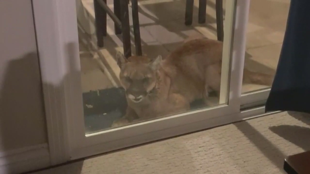 Mountain lion attacks two dogs in Simi Valley