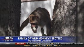 Family of wild monkeys spotted
