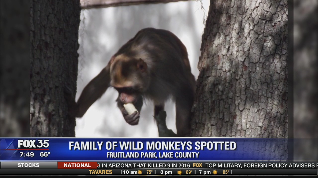 Family of wild monkeys spotted