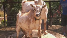 Mountain lion kills goats in Simi Valley