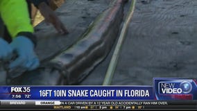 16 foot 10 inch snake caught in Florida