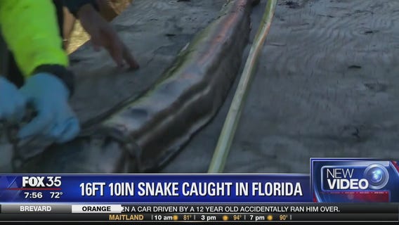 16 foot 10 inch snake caught in Florida