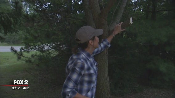 Jill of All Trades: Tree trimming and planting