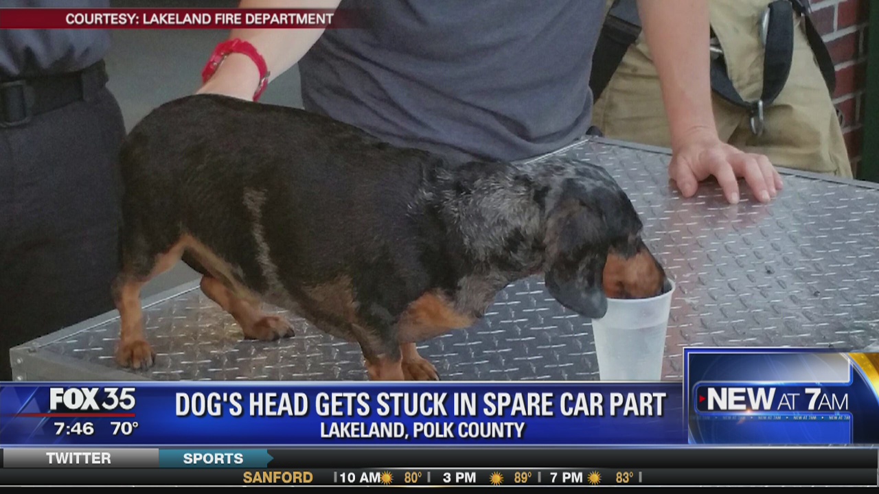 Dog's head gets stuck in spare car part