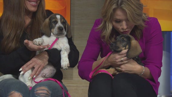 Pet Project: Bobby and Clyde at Doggie Tahiti