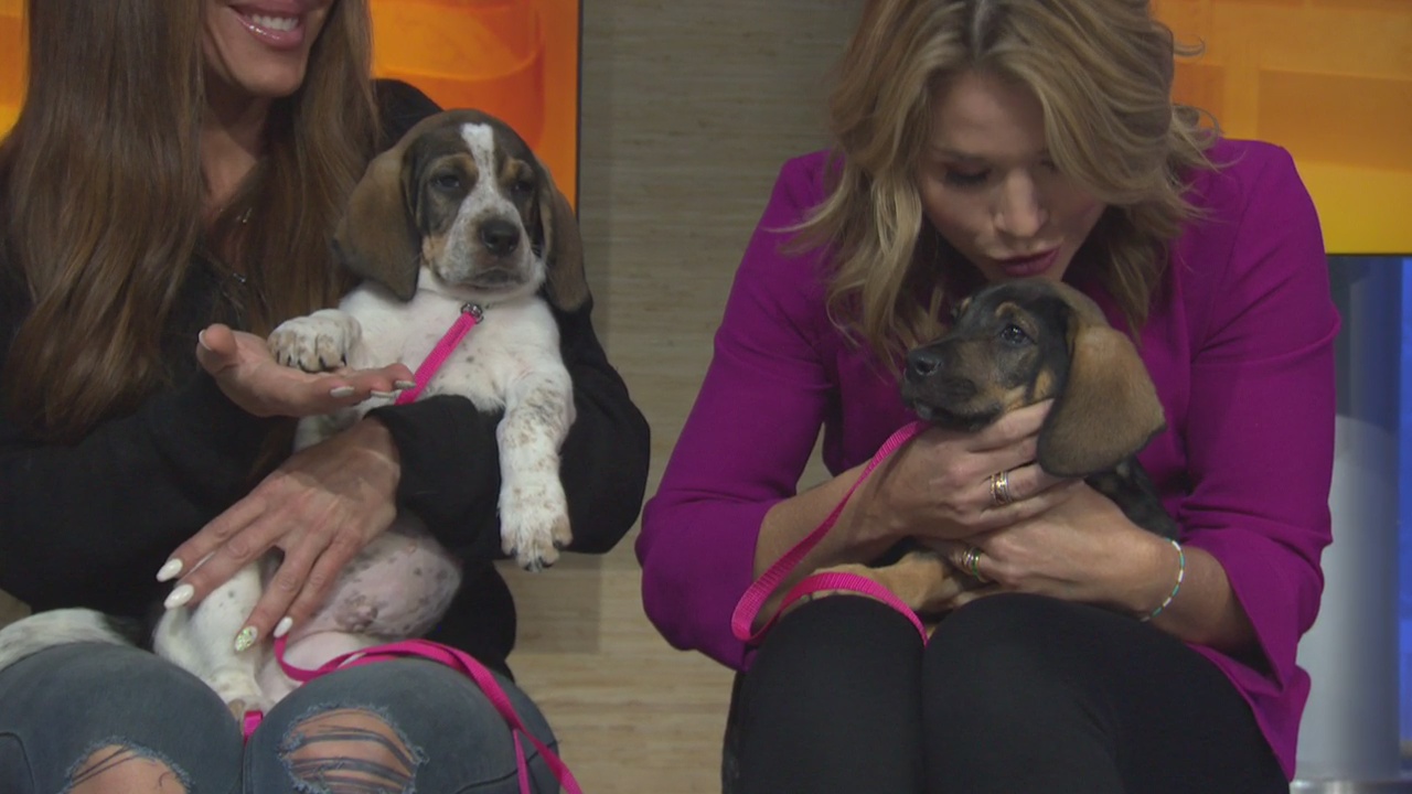 Pet Project: Bobby and Clyde at Doggie Tahiti
