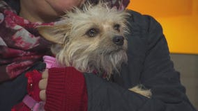 Molly at Ken-Mar Rescue