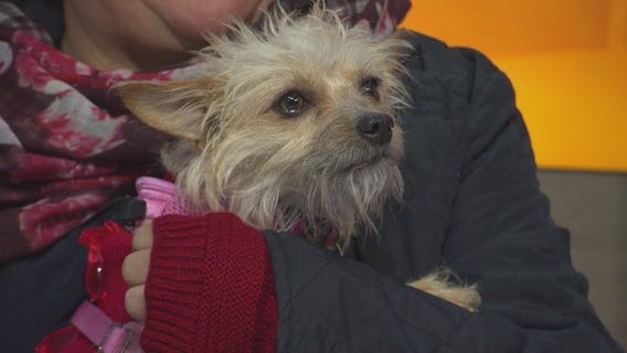 Molly at Ken-Mar Rescue