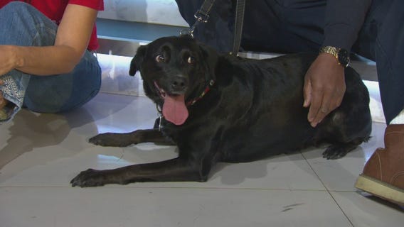Pet Project: Molly at Labradors and Friends