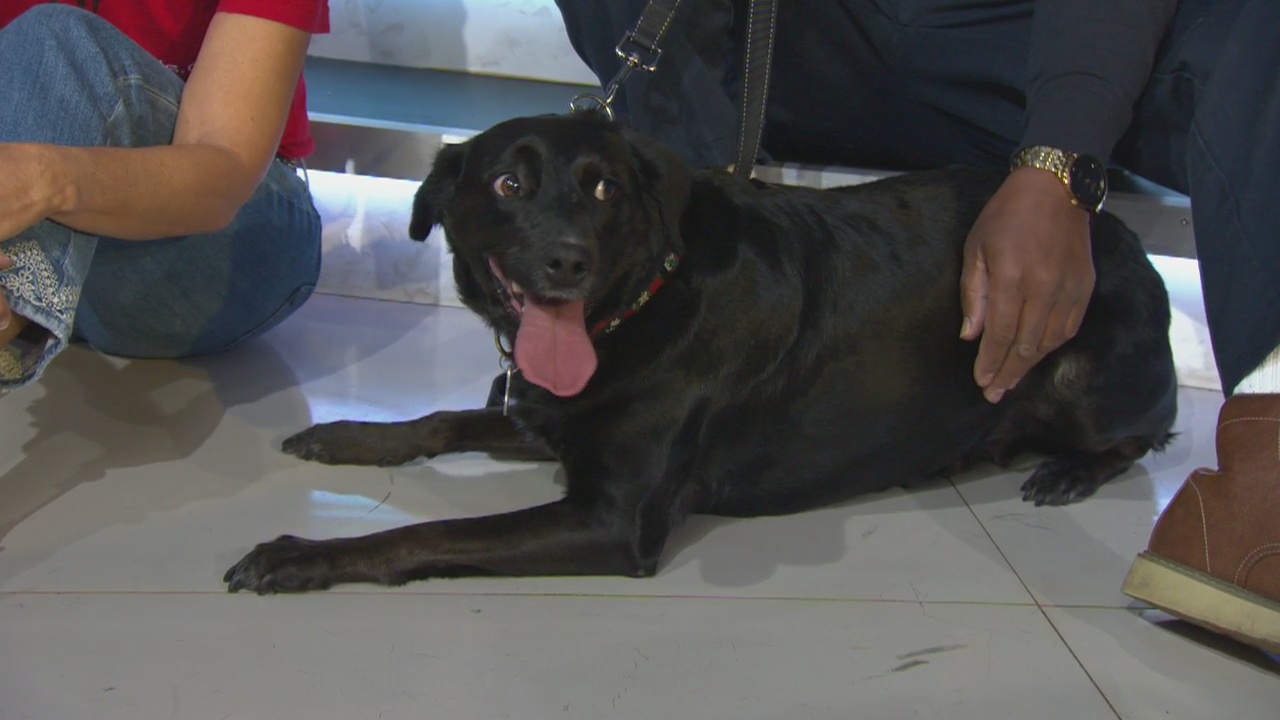 Pet Project: Molly at Labradors and Friends