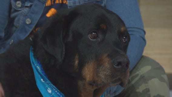 Pet Project: Roger at Karma Rescue