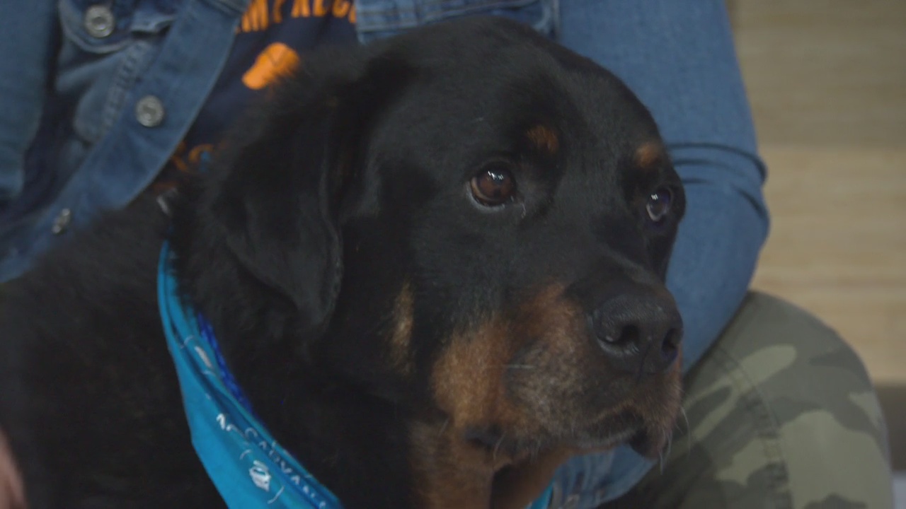 Pet Project: Roger at Karma Rescue