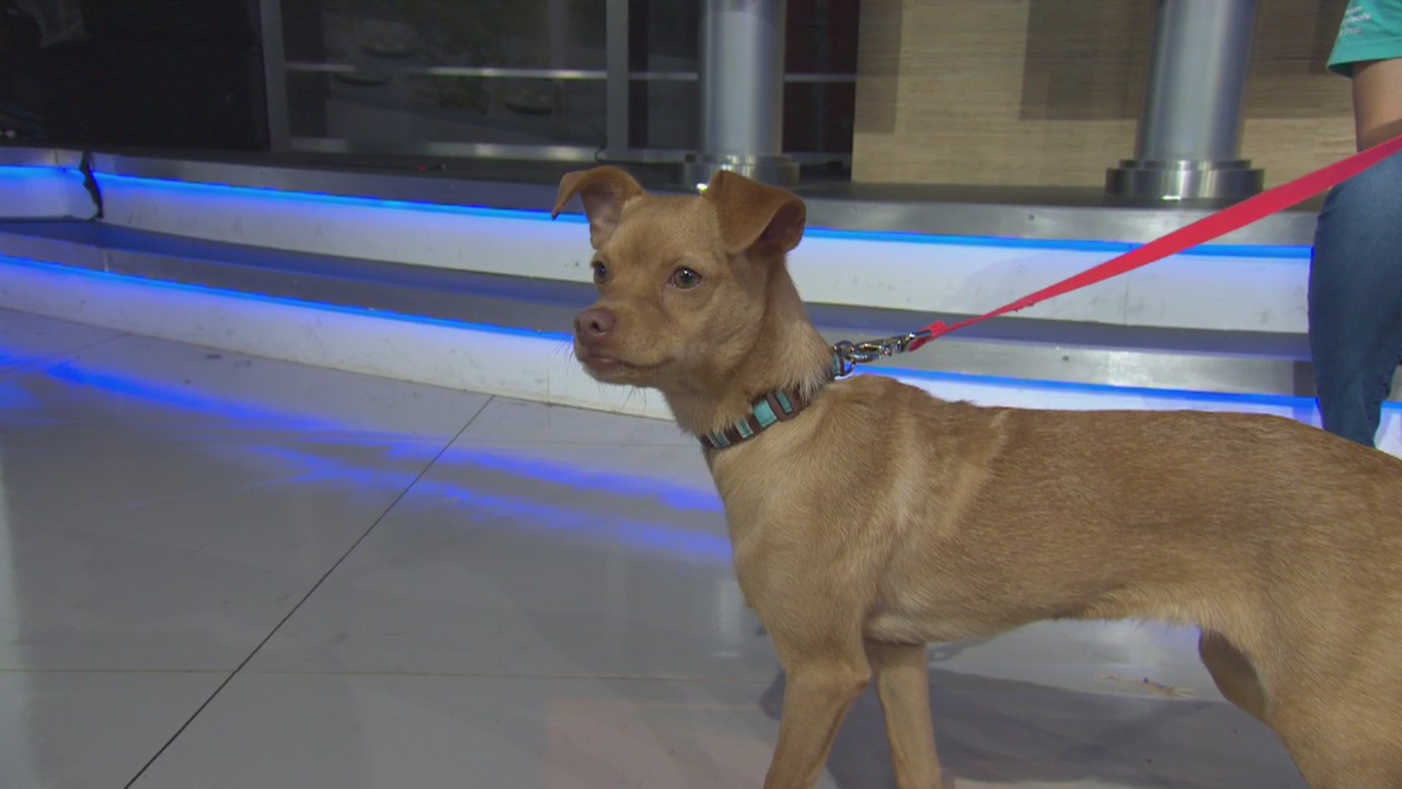 Pet Project: Armando at Michelson Found Animals