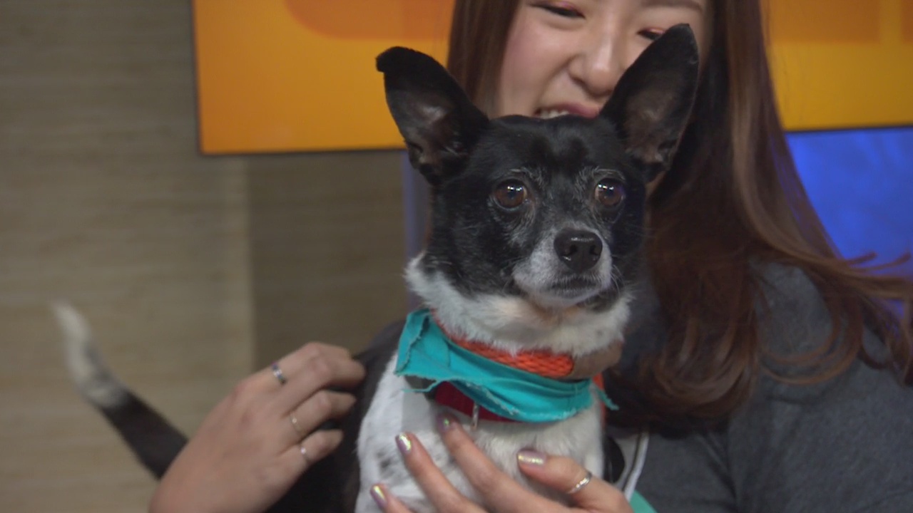 Pet Project: J.R. at Michelson Found Animals