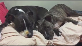 Pet Project Success Story: Liberty from Karma Rescue finds health and forever home