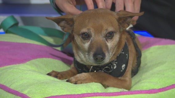 Pet Project: Marco at NKLA Pet Adoption Center