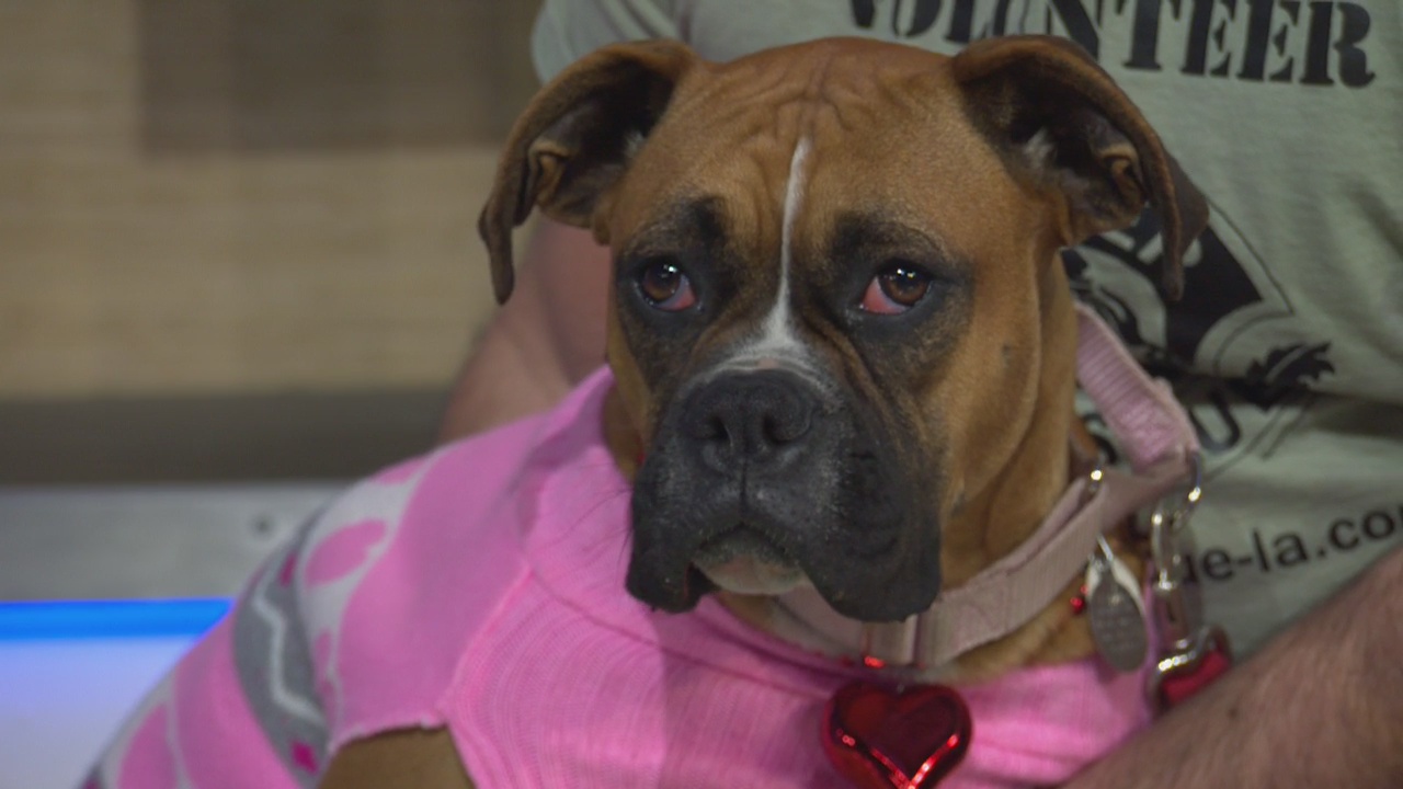 Pet Project: Gracie at Boxer Rescue LA