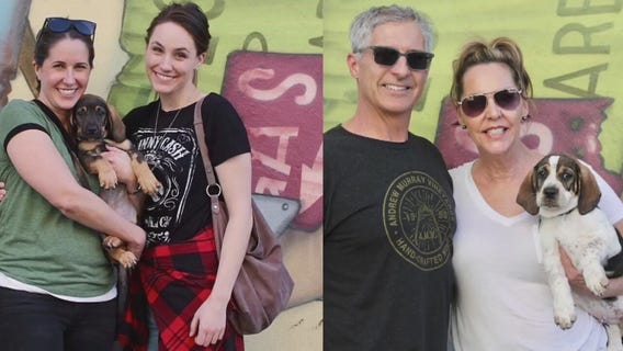 Pet Project Success: Bassett Hound puppies find forever home