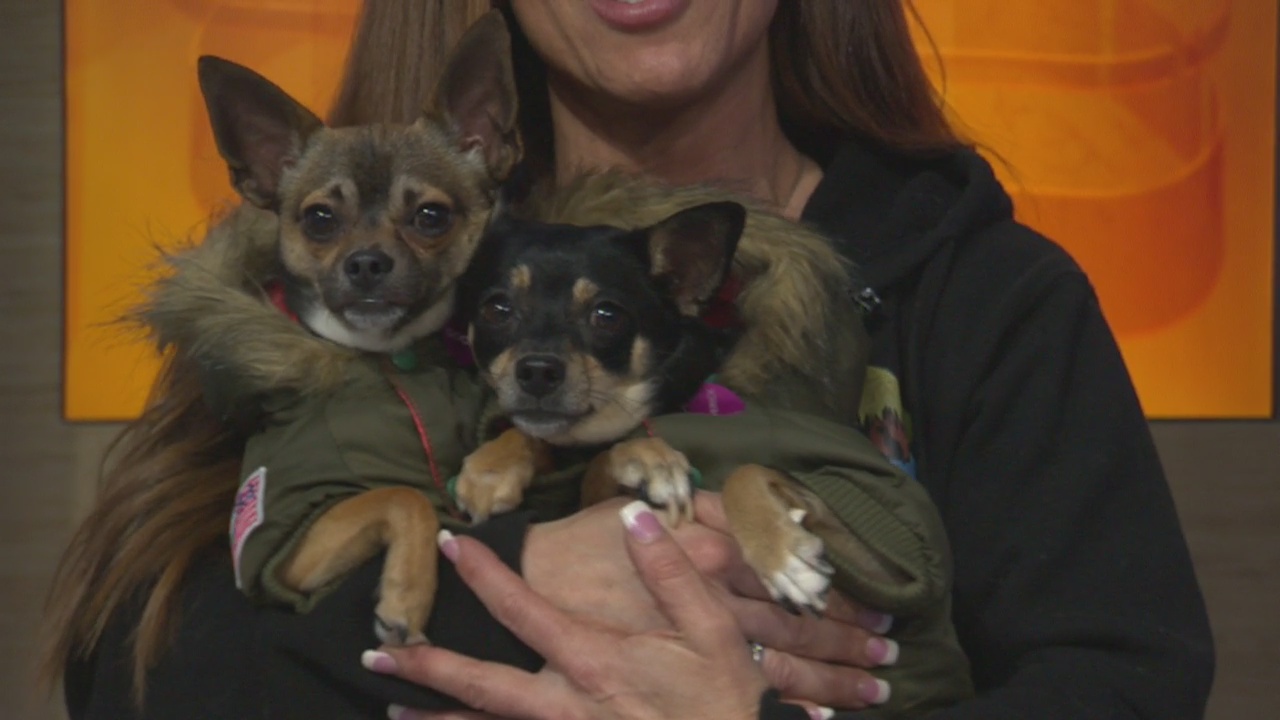 Pet Project: Goose and Maverick at Doggie Tahiti