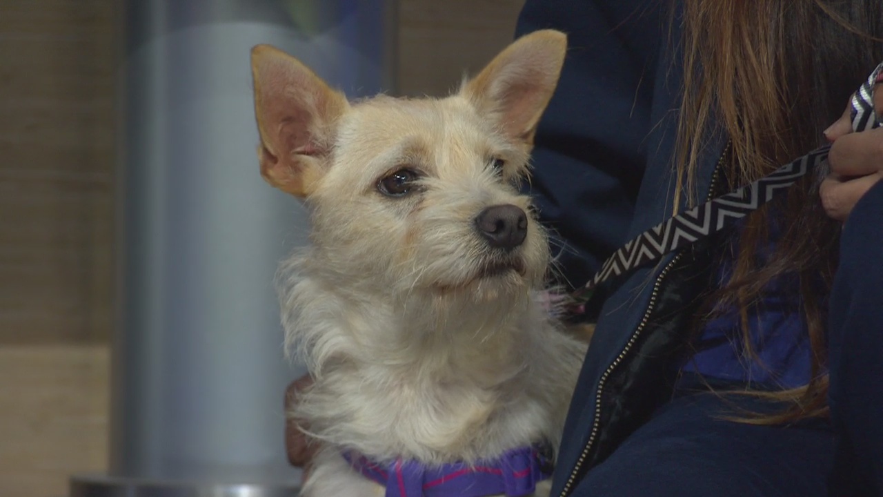 Pet Project: Cookie at South LA Animal Services