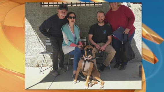 Boxer Gracie finds forever home with Jessee family in Carlsbad