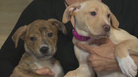Pet Project: Gator and Lily at Labradors and Friends Dog Rescue Group