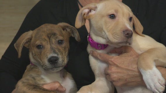 Pet Project: Gator and Lily at Labradors and Friends Dog Rescue Group