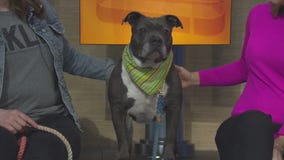 Pet Project: Skipper at NKLA Pet Adoption Center