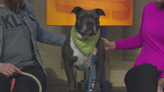 Pet Project: Skipper at NKLA Pet Adoption Center