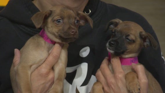 Pet Project: Comet and Vixen at NKLA Pet Adoption Center