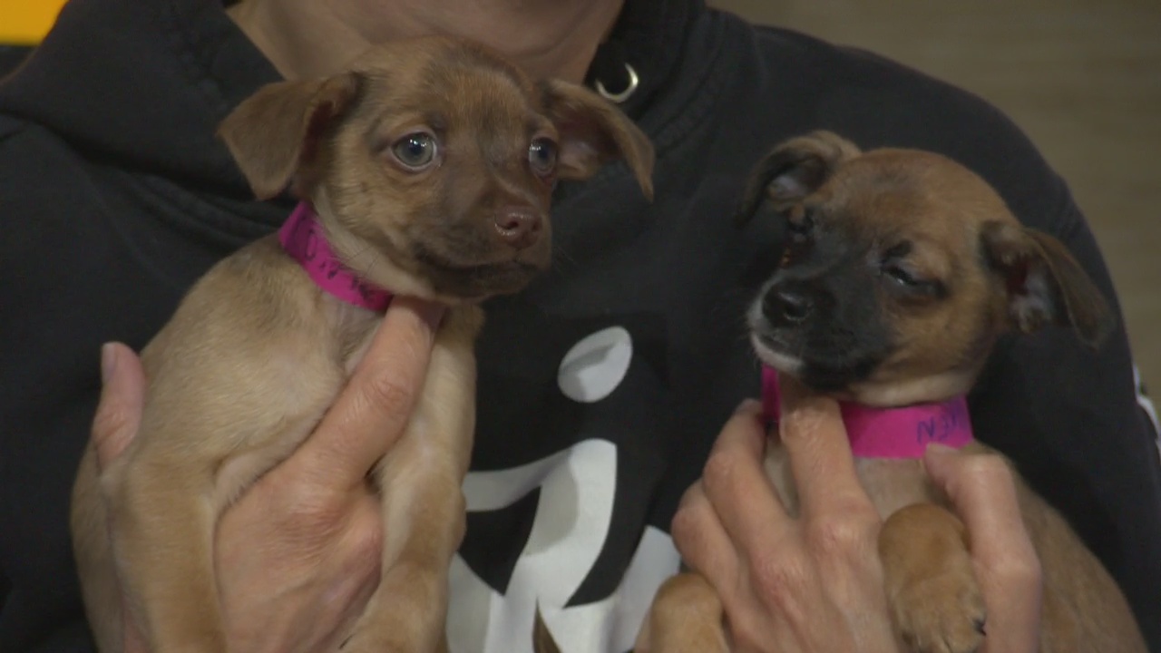 Pet Project: Comet and Vixen at NKLA Pet Adoption Center
