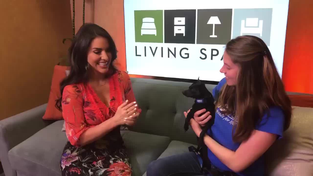 Pet Project: Piccolo at spcaLA