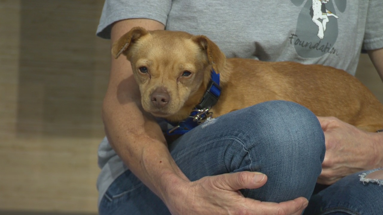 Pet Project: Linus at Henry's Hope Foundation