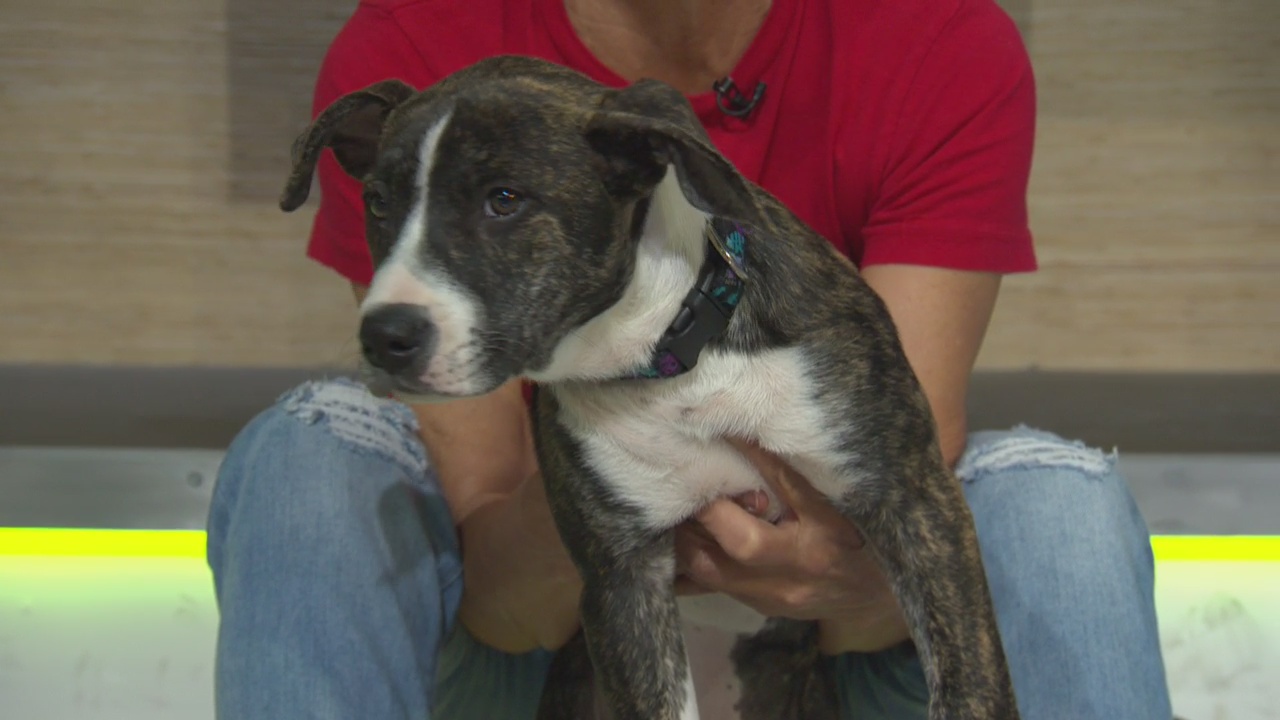 Pet Project: Sophie at Labradors and Friends Dog Rescue Group