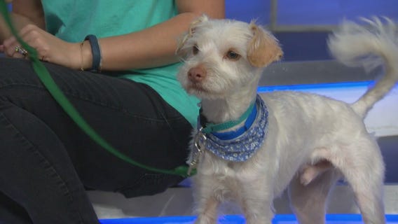 Pet Project: Merlin at Michelson Found Animals Foundation