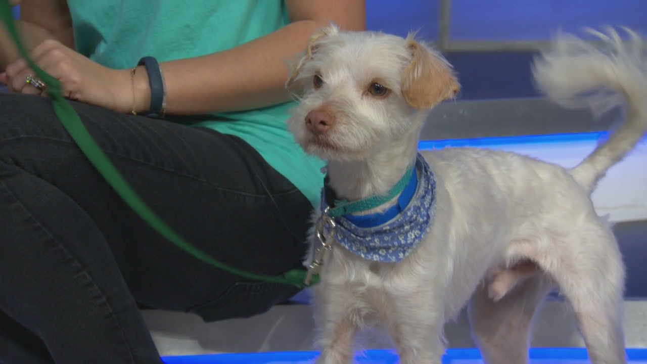 Pet Project: Merlin at Michelson Found Animals Foundation