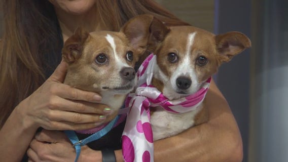 Pet Project: Ursula and Uma at Karma Rescue